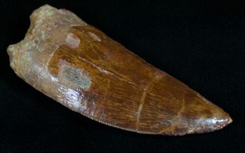 Carcharodontosaurus Tooth From Moroccco